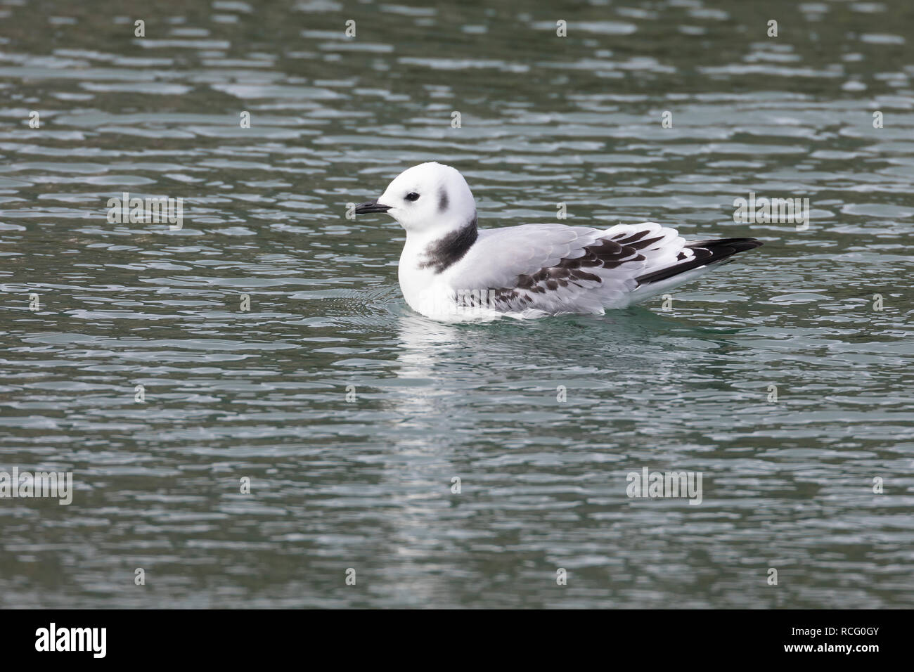 Dreizehenmöwe, Jungvogel, Jugendkleid, Dreizehen-Möwe, Möwe, Dreizehenmöve, Rissa tridactyla, Dreizehenmöwe, schwarz-legged Dreizehenmöwe, La Mouette tridactyle Stockfoto