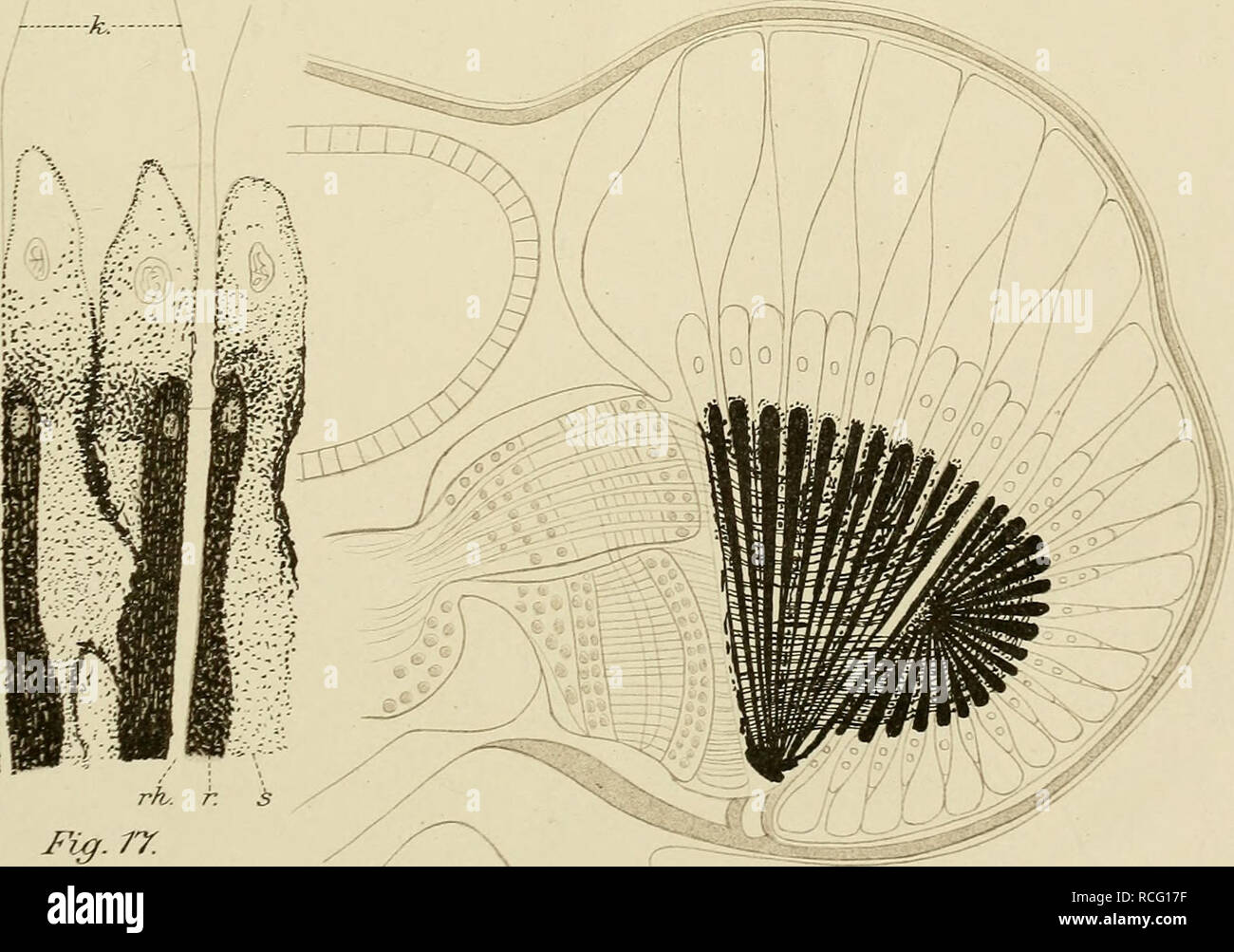 . Die Phyllopoden, freilebenden Copepoden und Cladoceren der nord