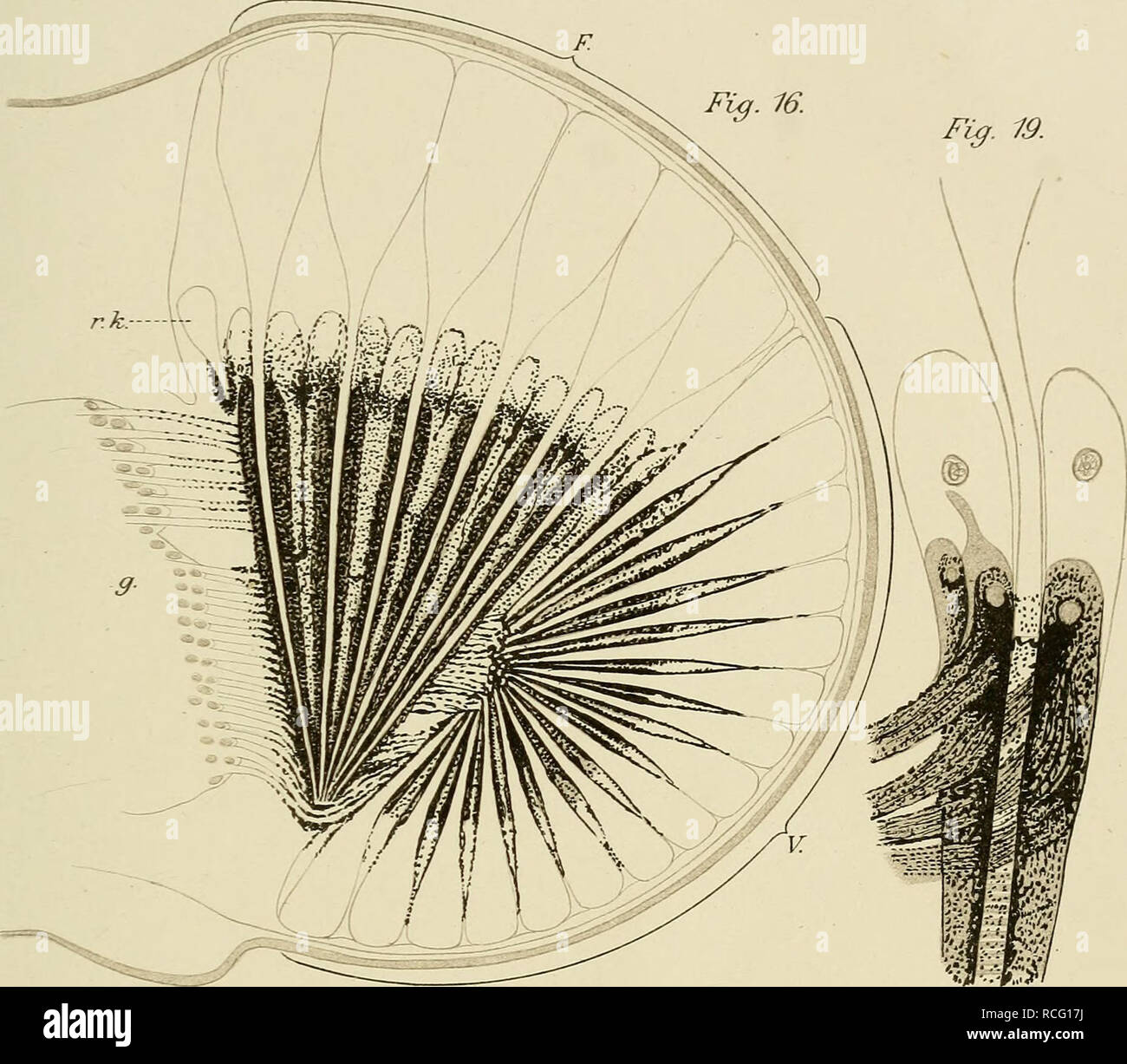 . Die Phyllopoden, freilebenden Copepoden und Cladoceren der nord
