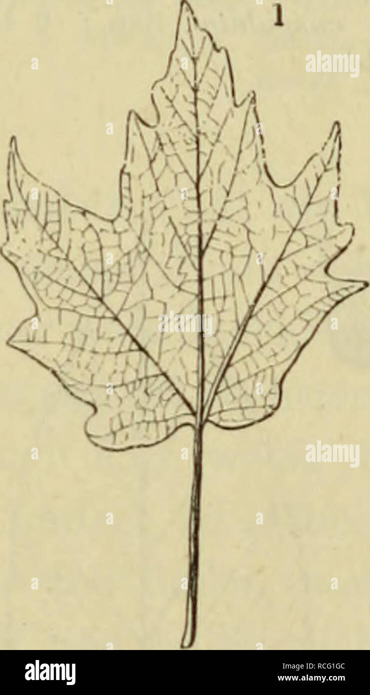 75 Samen Weißbuche Carpinus betulus sehr gut als Bonsai oder Hecke Hainbuche