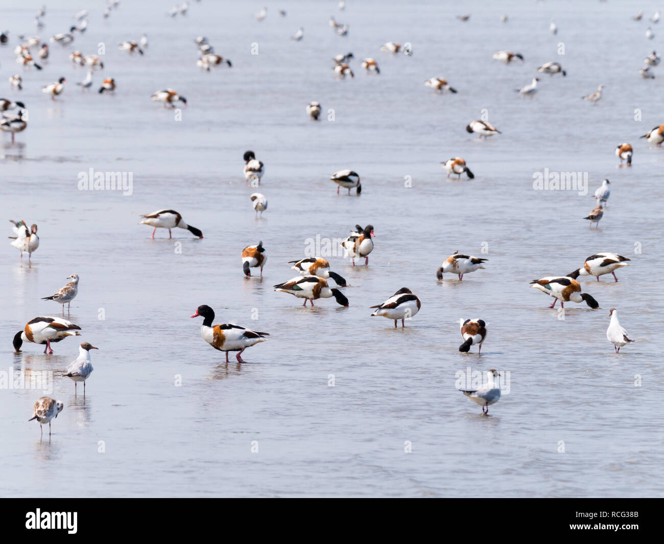 Gruppe der gemeinsamen Brandgänse, Tadorna tadorna, und Möwen waten und die Nahrungssuche im flachen Wasser der Nordsee bei Ebbe, Niederlande Stockfoto