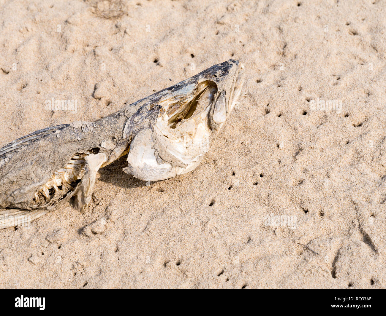 Leichnam des toten Fische im Sand am Strand, Niederlande Stockfoto