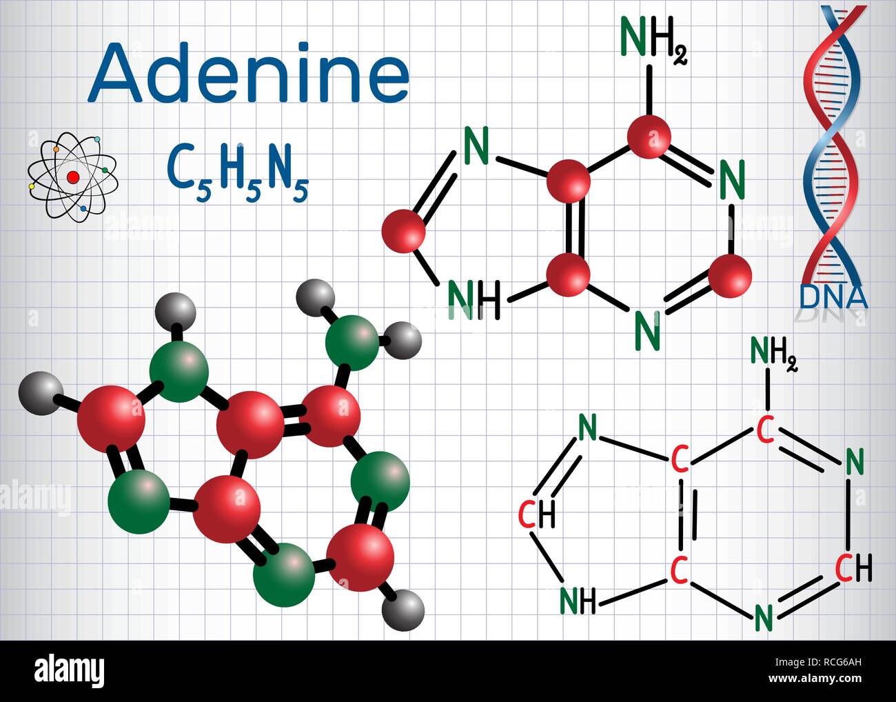 Adenin (A, Ade) - PURIN nucleobase, Grundeinheit der Erbinformation in der DNA und RNA. Strukturelle chemische Formel und Molekül-Modell. Blatt pa Stock Vektor
