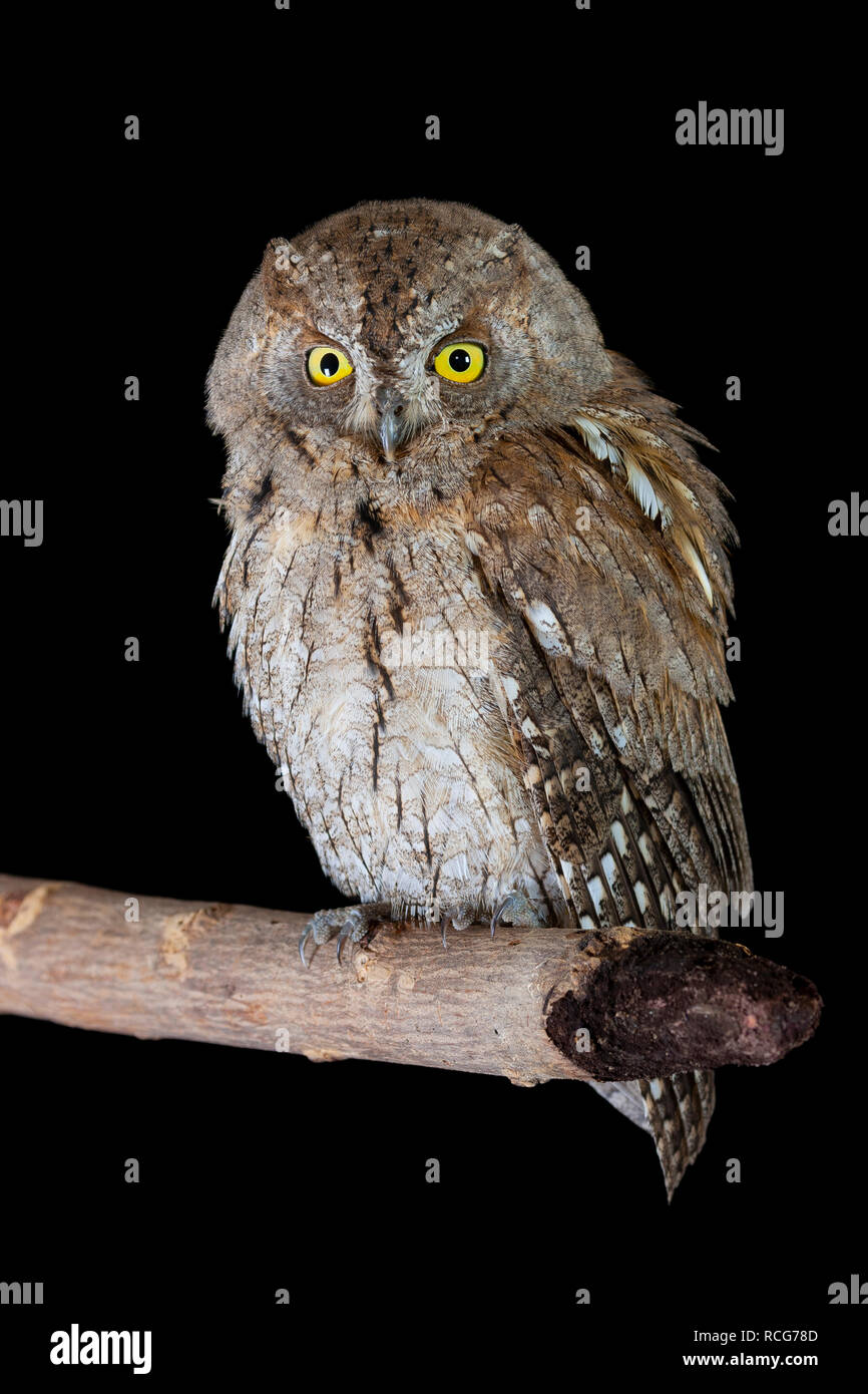 Eurasian Scops Owl (Otus scops), thront auf einem Zweig Stockfoto