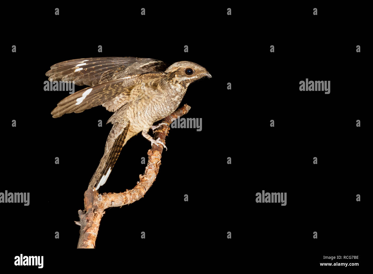 Europäische nightjar (Caprimulgus europaeus), Seitenansicht eines erwachsenen Just Landed auf einem Zweig Stockfoto