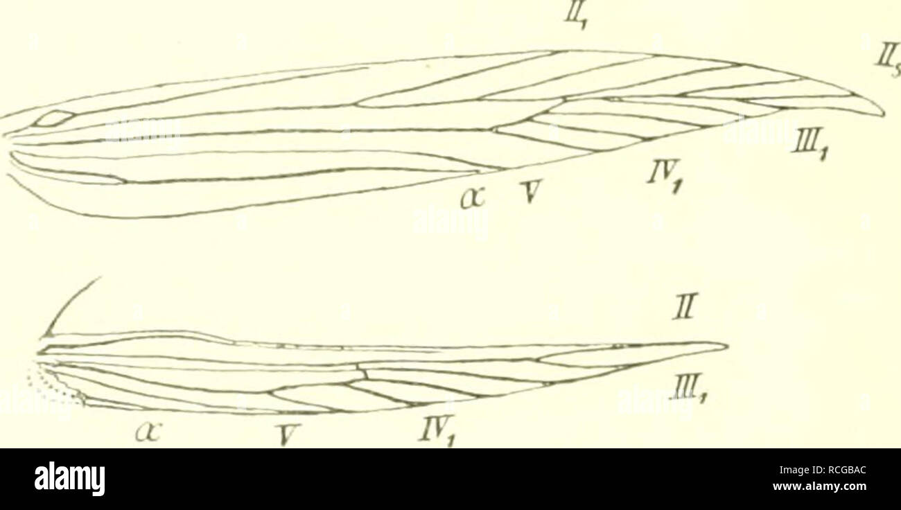 . Die Schmetterlinge Europas. Lepidoptera; Raupen. 149. ¤ Der von Eustaint FlügelgeÃ. pinleolella Di, s. g^, ^^"LS" 1 Expl. liombiniert; in ''/i vergrössert. genähert, IV Profi-bedingungen geteilt sein. Hfl. Mit ungeteilt. III,,2 (eine Andeutung ursprüngl. Teilung kann vor-kommen), III j Manara; ui IV, angeschlossen. Palpen - Egld kürzer als d, ^Igkl. stumpf zugespitzt. 1. piuicolclla Dup. Tat'. 89, Abb. 71. Vfl. BEICH - ockergelb Ni, schwarz. In d-Punkten. Kurz u. der Spitze. Exp. 12 - 13 mm. In Scliwed. M-Euroiia, W-RnÃld. u. IIitte Jl-Italien; Juni, Juli u. im Ang, â U gelblich-liraun; Kopf Stockfoto
