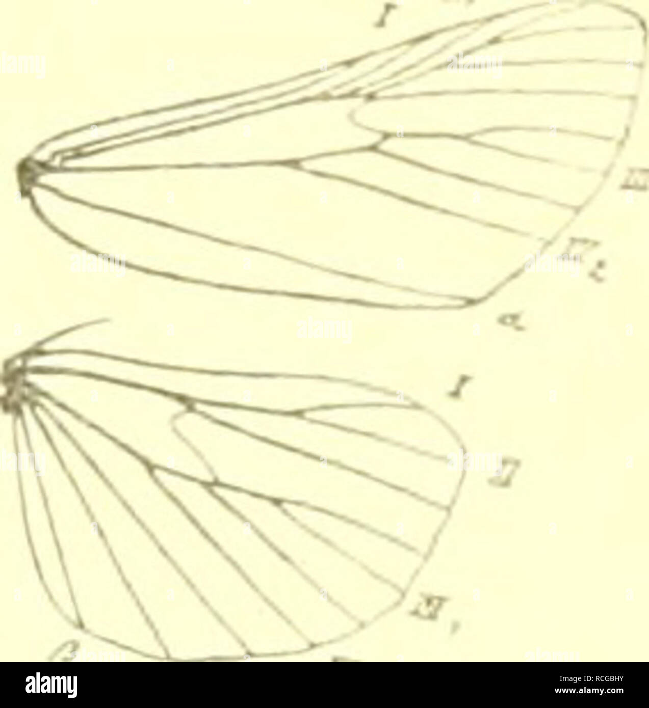 . Die Schmetterlinge Europas. Lepidoptera; Raupen. WVlil. Ich'. Iiii. Ich 'viali. iac VI. riiterfiiin. Vii.Kpipasdi rnkMlaii Kll. lnlrirliil â 217 oder und falteten. usiimiiienjrespuniiriii' II. von Hhitleni ImIimi und Eichen. - V. Iloi - Iiia:,/. odl. - lpul. Ver.l. sÃ¶:!, s. T.i. Buckl. Monat. Mii-. Lll.. S. 111. I. in der arv. I.. S. 2: i: i, PL. 158, Tg. 2. 2. loxiella Rag. (XÃ¶^o; schief, sciiriig). Der vollen Kunst- Ã¤hnlich. . Wenif^ rer Rot, die erste Querlinie Schröder¤ger, schwach gckrÃ¼nunt.das Mittelfeld scliniiiler, sterben Hfl. dunkler. In Bayern, Oslcrreich (und Osta. sien); im Juni. Luihesc Sterben Stockfoto