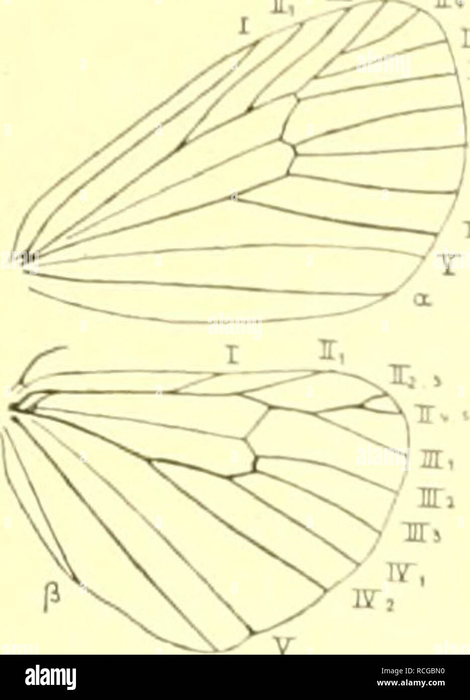 . Die Schmetterlinge Europas. Lepidoptera; Raupen. ., L-'aiiiilie. Arclii (Uu II l'iitei - raiiiilir. I. itlio. siiiiiie. 145. Tanne. 4 II. ¤ FliigelKeÃ ilei-." 11 Kom senex IIb. i^f: â'/! VflRV. eine Endgabehmg von TT; trÃ¤te stirbt in der Ent-wicklung regelniiil. liii'im Subiniaginalstadinm anf, • SO dÃ¼rfte Es sirli nni ein Wiederaufleben des alten Charakteren im AnsehluÃ ein das Ich) reite Spitzenfeld der Hfl. handeln. Der nach De? Stark wollig. Die Raupe ist stÃ¤rker behaart als Sterben der "orlier gehenden Gattung. 1. Hb. tder senex Greis, auch der Ero-Rante). Tat. 72, Abb. 37 cT. Ne Stockfoto