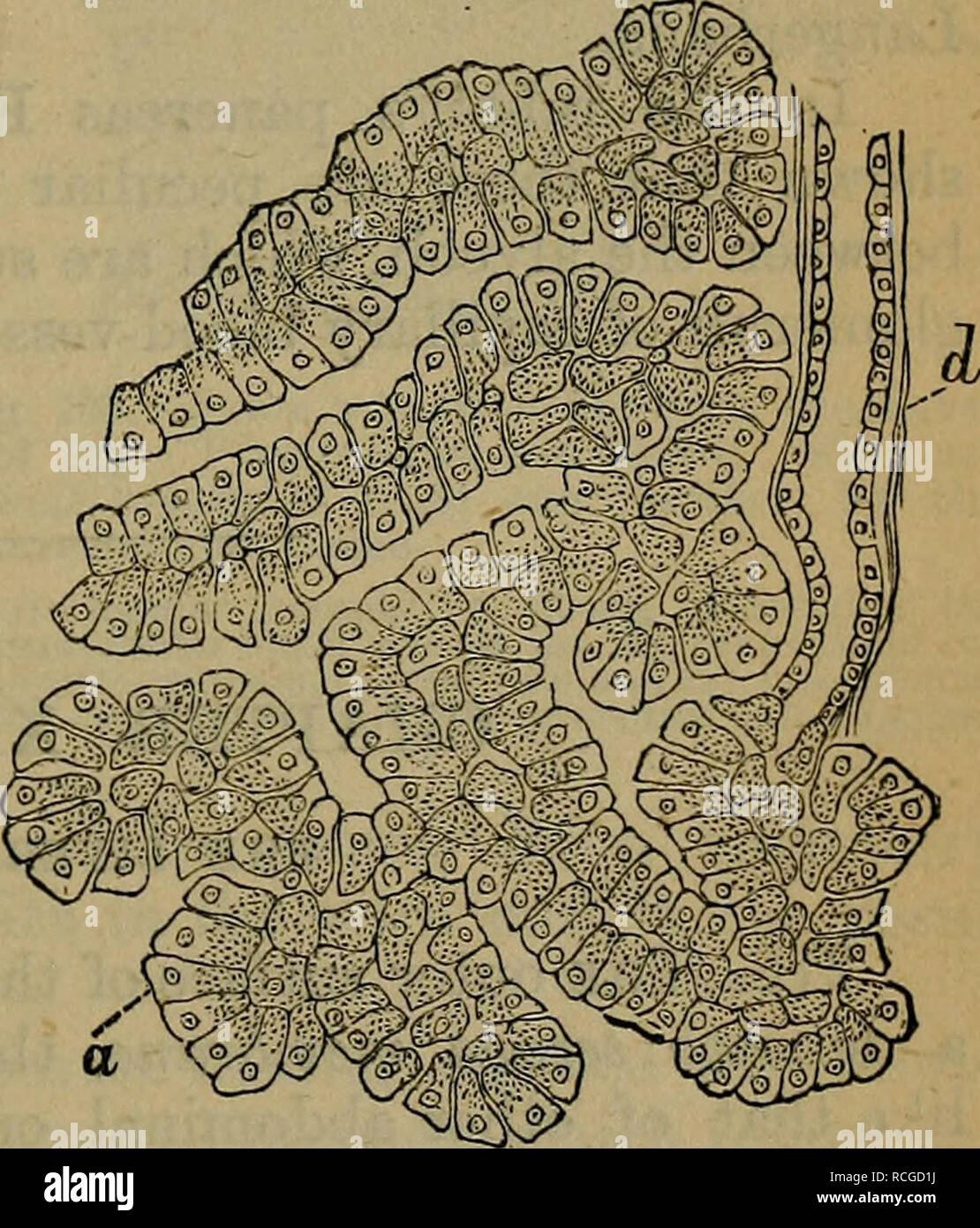Elemente Der Histologie Die Histologie Kapitel Xxvi Der Bauchspeicheldruse 209 Oder Druse Teil Des Letzteren Ist Eine Kontinuierliche Schicht Der Druse Gewebe In Der Submukosa Bestehend Aus Gewundenen Mehr Oder Weniger