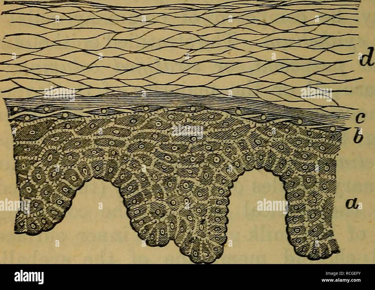 . Elemente der Histologie. Die Histologie. 20 Elemente der Histologie. [Kap. Iii.a, das stratum Malpighii; 6, das Stratum granulosum; c das Stratum lucidum; d, das Stratum corneum. (Atlas.) Der kugelförmigen oder elliptische Granulat der Natur inter - zwischen Protoplasma und Keratin vermitteln. Ihre sub-Haltung wird als eleidin (Ran - vier); diese Zellen bilden die granulare Schicht (Stratum gra-nulosum) von Langerhanszellen. Weiter in die Tiefe der Zellen sein - weniger flach - tened und mehr Abb. 14.- Von einem Verticaljection durch die 'Polyeder', und die tiefste Form einer Schicht von mehr oder weniger säulenförmige Zellen, vertikal auf Stockfoto