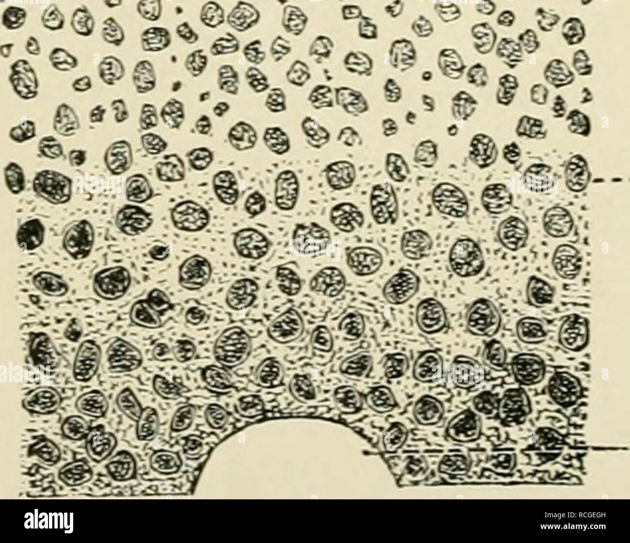 Zona reticularis Fotos und Bildmaterial in hoher Auflösung Alamy