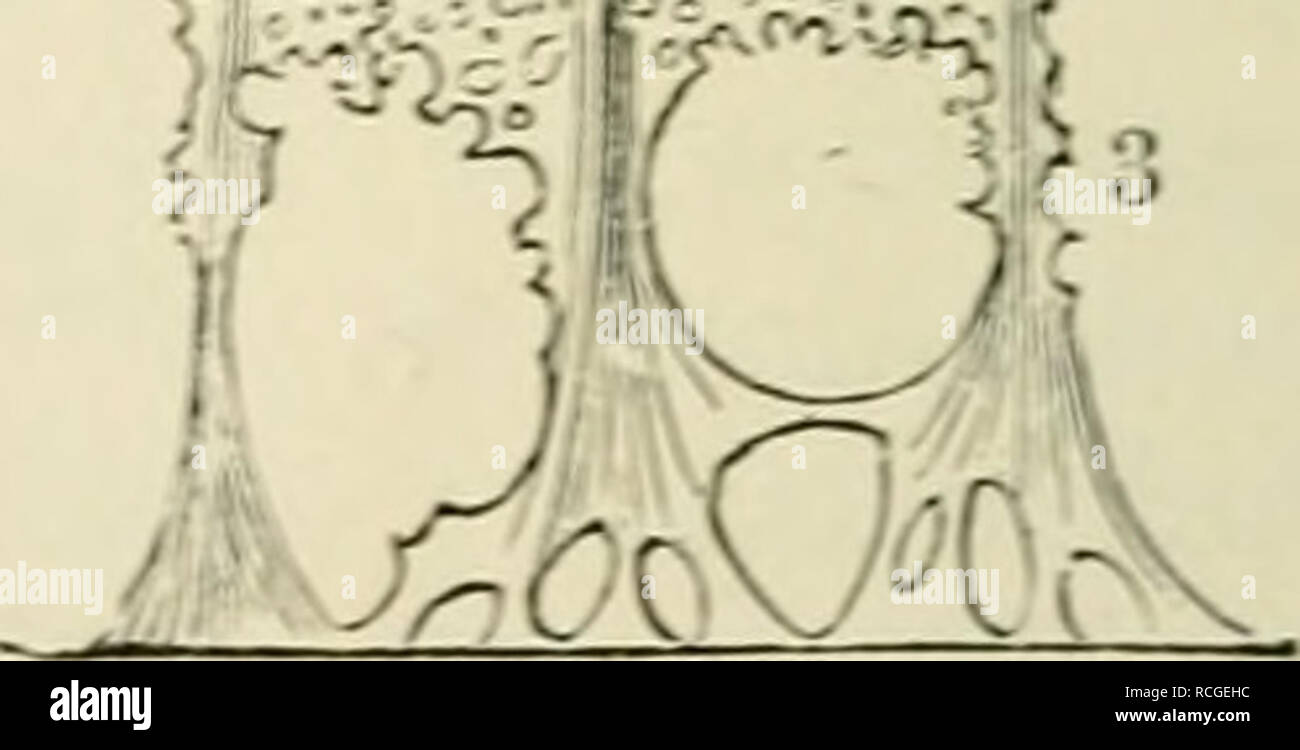 Macula lutea retinae Fotos und Bildmaterial in hoher Auflösung Alamy