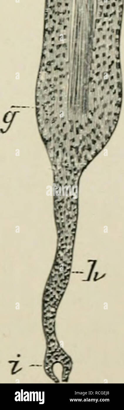 . Elemente der Histologie. Die Histologie. Abb. 257.- Aus einem Abschnitt durch menschlichen Kopfhaut, mit einem Degen zusam- mengefasst Haar. (Atlas.) ein. Epidermis; b, Haar; c, äußere root-Ummantelung der Haarfollikel, d sebace-ous Follikel; f, arrector pili;/, Zyste aus der äußeren root-Ummantelung gewachsen; g, kuob; h, neue Heraus-Wachstum der äußeren root-Mantel;/, Neue papille.. Bitte beachten Sie, dass diese Bilder sind von der gescannten Seite Bilder, die digital für die Lesbarkeit verbessert haben mögen - Färbung und Aussehen dieser Abbildungen können nicht perfekt dem Original ähneln. extrahiert. Klein, E. (Edward), 1844-19 Stockfoto . Elemente der Histologie. Die Histologie. Abb. 257.- Aus einem Abschnitt durch menschlichen Kopfhaut, mit einem Degen zusam- mengefasst Haar. (Atlas.) ein. Epidermis; b, Haar; c, äußere root-Ummantelung der Haarfollikel, d sebace-ous Follikel; f, arrector pili;/, Zyste aus der äußeren root-Ummantelung gewachsen; g, kuob; h, neue Heraus-Wachstum der äußeren root-Mantel;/, Neue papille.. Bitte beachten Sie, dass diese Bilder sind von der gescannten Seite Bilder, die digital für die Lesbarkeit verbessert haben mögen - Färbung und Aussehen dieser Abbildungen können nicht perfekt dem Original ähneln. extrahiert. Klein, E. (Edward), 1844-19 Stockfoto