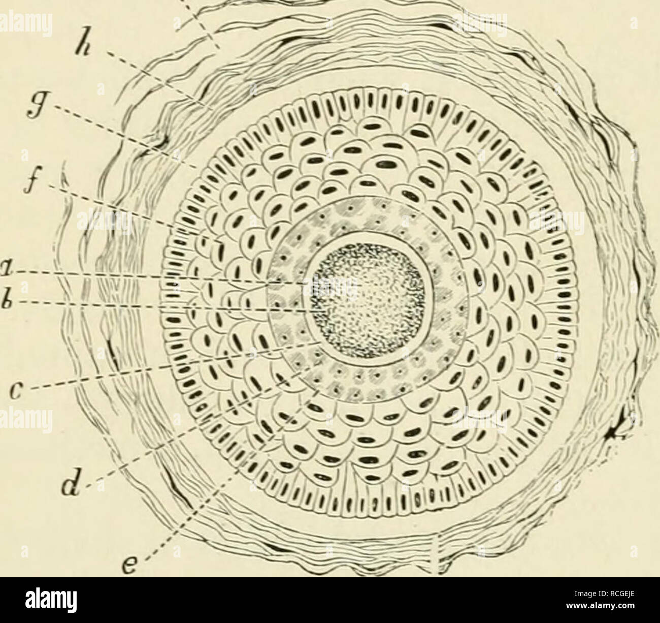 . Elemente der Histologie. Die Histologie. 412 Elemente der Histologie. 381. Nächste rootsheath,. um die Glasigen Membran ist die äußere auffälligste Teil des Haares - Follikel. Es besteht aus einer dicken geschichteten Epithel, genau den gleichen Charakter wie das Stratum Malpighii der Epidermis, I". ,.- ^i^^, ^ , mit dem es direkt ununterbrochener, und von dem aus er entwickelt. Wird in der äußeren root-Ummantelung der Schicht von Zellen neben der glasigen Membran ist Säulenförmig, genau wie die tiefste Schicht von Zellen im Stratum Mal-pighii; dann Fol - tief nach innen Seve - RAL-Schichten von Poly-hedral Zellen; und, final Stockfoto