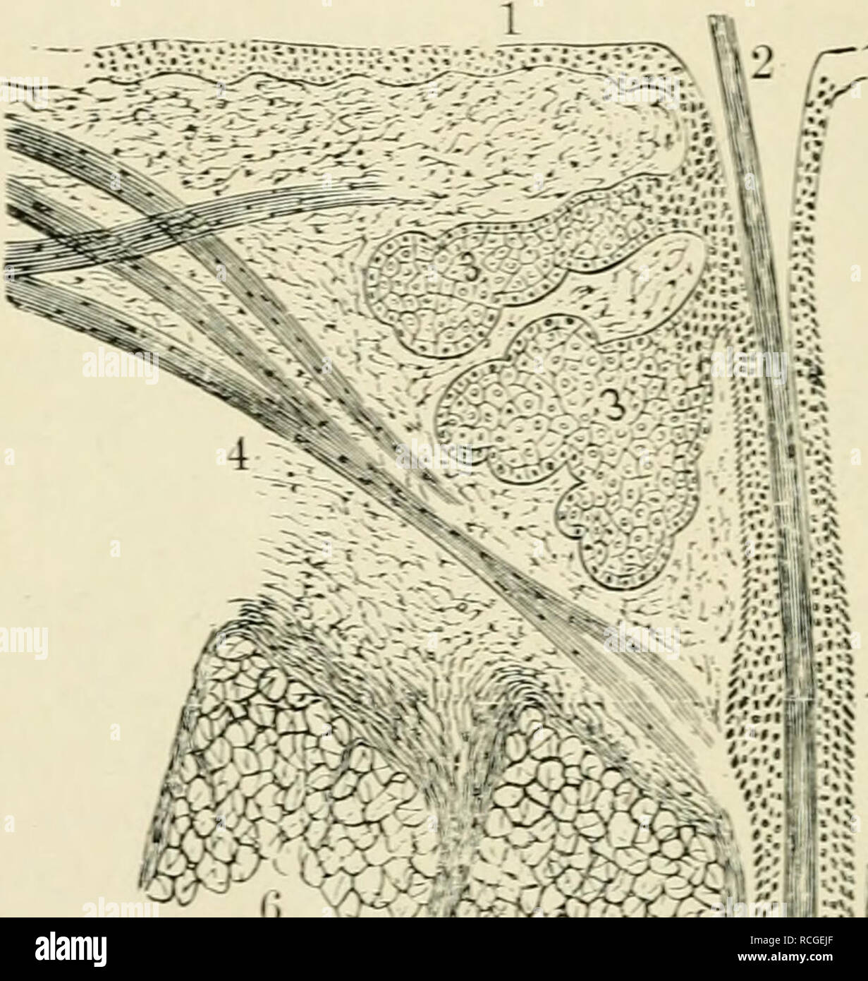 . Elemente der Histologie. Die Histologie. 4 Elemexts für Histologie. dick, während die Haare von anderen Orten - e.fj. Die äußere Oberfläche der Augenlider, der Innenseite des Arms und fore-Ann, etc. - sind sehr Minute; aber hinsichtlich Struktur, sie sind alle sehr ähnlich. 379. Eine komplette Haar und Haar - Follikel - das heißt,. trO Abb. 254.-Längsschnitt durch ein menschliches Haar. (Atlas) 1, Epidermis; 2, moutli der Haarfollikel: 3. talgabsonderung; 4, Musculus arrector pili; 5, papille des Haares; 6, Fettgewebe. Den papillären Haar Unna - zeigt die folgende Struktur: - die Haare - foUide. Jedes Haar - follikel Stockfoto . Elemente der Histologie. Die Histologie. 4 Elemexts für Histologie. dick, während die Haare von anderen Orten - e.fj. Die äußere Oberfläche der Augenlider, der Innenseite des Arms und fore-Ann, etc. - sind sehr Minute; aber hinsichtlich Struktur, sie sind alle sehr ähnlich. 379. Eine komplette Haar und Haar - Follikel - das heißt,. trO Abb. 254.-Längsschnitt durch ein menschliches Haar. (Atlas) 1, Epidermis; 2, moutli der Haarfollikel: 3. talgabsonderung; 4, Musculus arrector pili; 5, papille des Haares; 6, Fettgewebe. Den papillären Haar Unna - zeigt die folgende Struktur: - die Haare - foUide. Jedes Haar - follikel Stockfoto