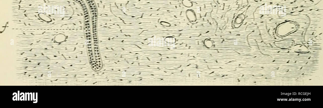 . Elemente der Histologie. Die Histologie. Abb. 252.-^ Vertikaler Schnitt durch die Haut der menschlichen Finger. fl. Stratum comeuin: h, Stratum stratum Malpighii lucidtim; c.; d, Meissner, oder taktile Korpuskel; e, Blut - Schiffe über geschnitten;/, sudoriferous Kanal oder die Kanäle. elastische Fasern sind an diese trabeculse befestigt. Es enthält Gruppen von Fettzellen, die in vielen Orten arrangiert, als mehr oder weniger kontinuierliche Läppchen von Fettgewebe, das Stratum foinning adiposam. Diese läppchen sind durch Septen des faserigen Bindegewebes getrennt: ihre Struktur und Entwicklung, und die Verteilung der Blutgefäße unter Stockfoto