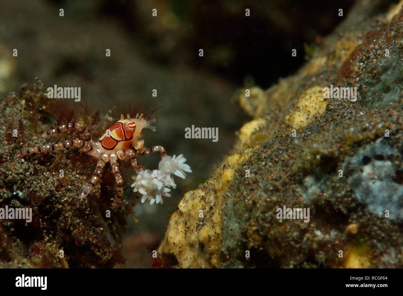 Boxerkrabbe, Boxer Crab, pom-pom Krabben, Lybia tessellata, Tulamben, Bali, Indonesien, Indonesien Stockfoto