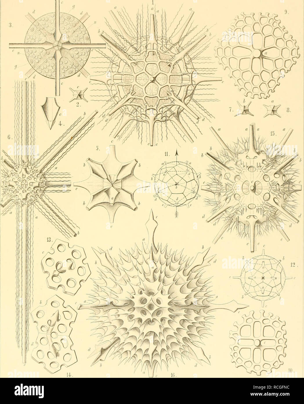 . Die radiolarien (Rhizopoda radiaria): eine Monographie. ; Radiolaria Radiolaria, Fossil; Rhizopoda. ACANTHARIA TAF. VI. TlieVoja^c von S.M. SrCltallcnapr': Kaaiolaria PI. Ich 34. . M". '^. GFP E. Haeclffil iTii J. Siltsch. D8l E. Gi"!! s 1-5. D0D ECASPIS, 6-8. LYC H N A S PI S,!), 10. Ich C0S als PI-S, II-U, C0S C I N A S P I S, l.r DIPORASPIS, IB, ACONTASPIS.. Bitte beachten Sie, dass diese Bilder sind von der gescannten Seite Bilder, die digital für die Lesbarkeit verbessert haben mögen - Färbung und Aussehen dieser Abbildungen können nicht perfekt dem Original ähneln. extrahiert. Haeckel, Ern Stockfoto