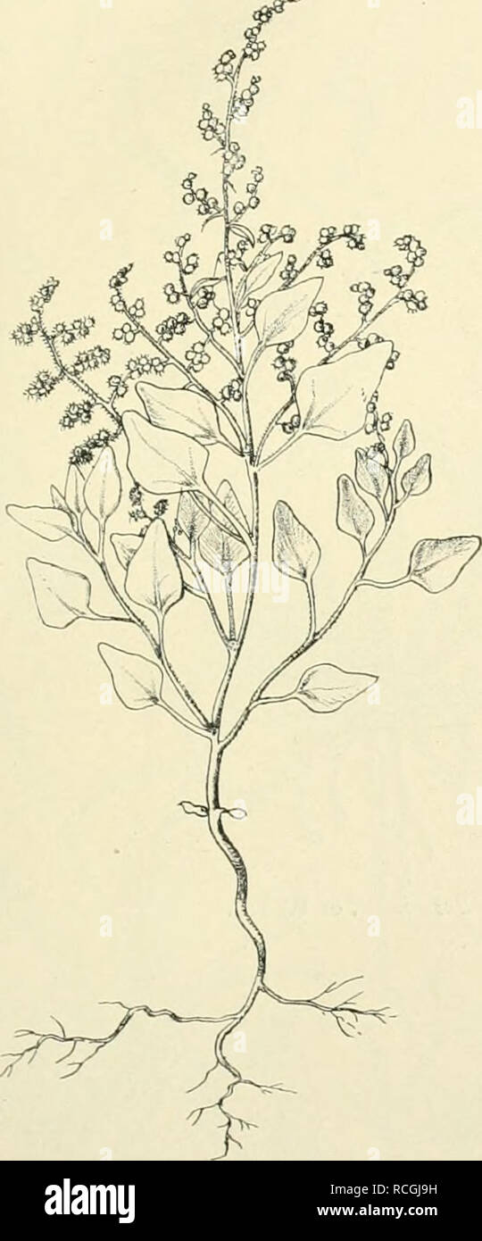 . Pflanzenwelt der peruanischen Anden Sterben stand in Grundzügen dargestellt. Berg pflanzen; Berg; pflanzen; Geobotanik Geobotanik. I. Abschnitt. 3. Kapitel. Lomazone sterben. 135 legenen Gebieten der peruanischen Anden grasbewachsene Bergrücken als Lomas. Der lomaformation Küste tritt im Norden der Zone, zwischen dem 8. und 11. Breitengrade, wahrscheinlich nicht alljährlich ins Leben. Ihre Ausdehnung unterliegt aber auch um Lima und Mollendo erheblichen, von. Bitte beachten Sie, dass diese Bilder sind von der gescannten Seite Bilder, die digital für die Lesbarkeit erhöht worden sein können extrahiert-c Stockfoto