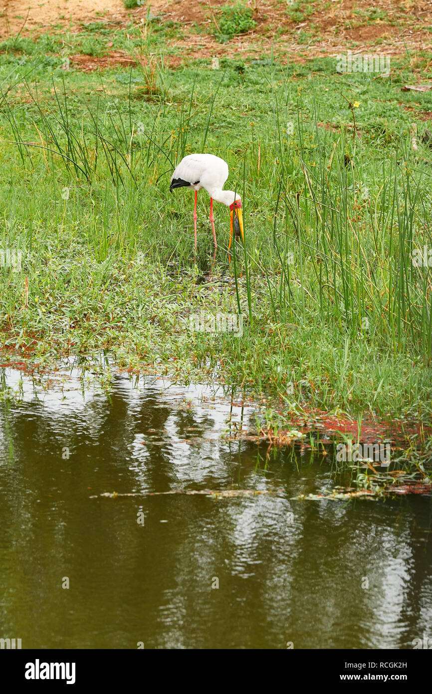 Yellow billed Stork Kruger National Park Stockfoto