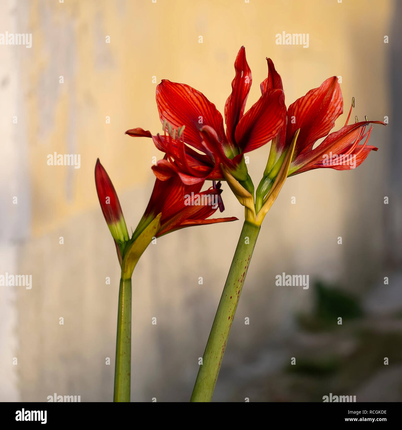 Rote Amaryllis, Blume im italienischen Dorf, gelb Straße hinter. Stockfoto