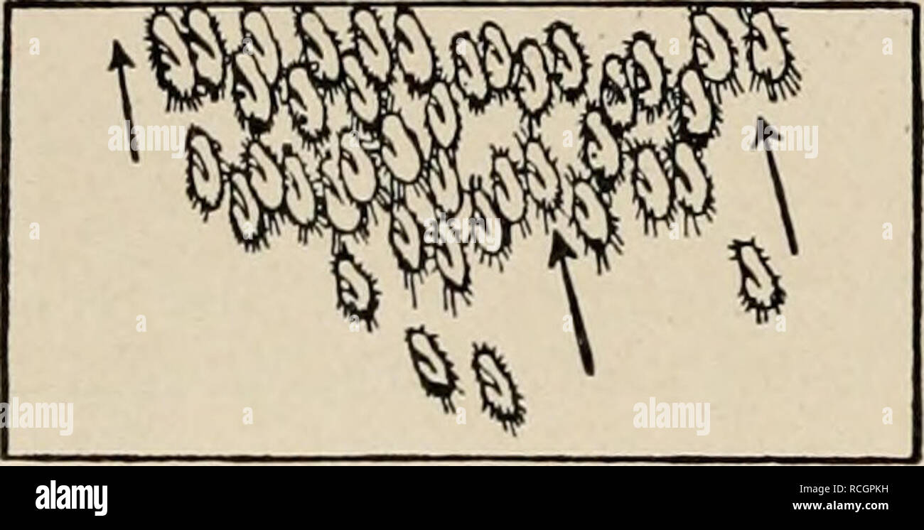 . Die niederen Organismen: your Reizphysiologie und Kulturgeschichte. Wirbellose---- Verhalten. 236 Reaktion auf elektrischen Strom und Kontaktreaktion. Seite. Wenn eine Stellung mit der Kathode / gerich- tetem Vorderende erreicht ist, wenden sich sterben peristoma-len Wimpern vorwärts, doch ihr Schlag wird so schwach, daß er fast ohne Wirkung bleibt, und das Tier behält daher this Stellung bei. Wenn sich zahlr Hypotrichen, wie es gewöhnlich der Fall ist, mit Fläche in Kontakt behnden, so ist der Vorwärtsschlag der peristomalen Cilien bei der queren oder schrägen Stellung oft so schwach Stockfoto