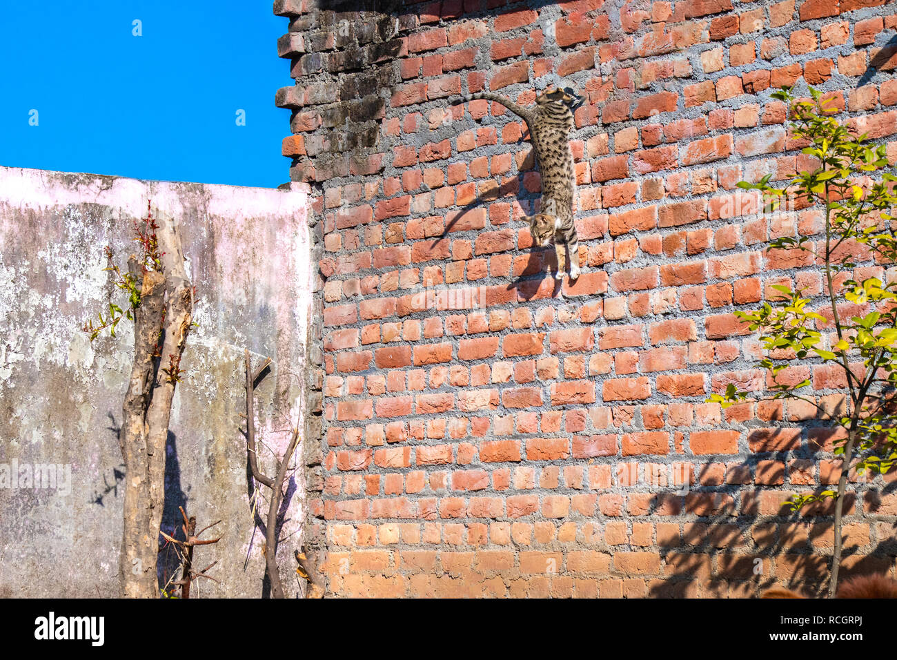 Graue Katze im Springen von der Wand Stockfoto