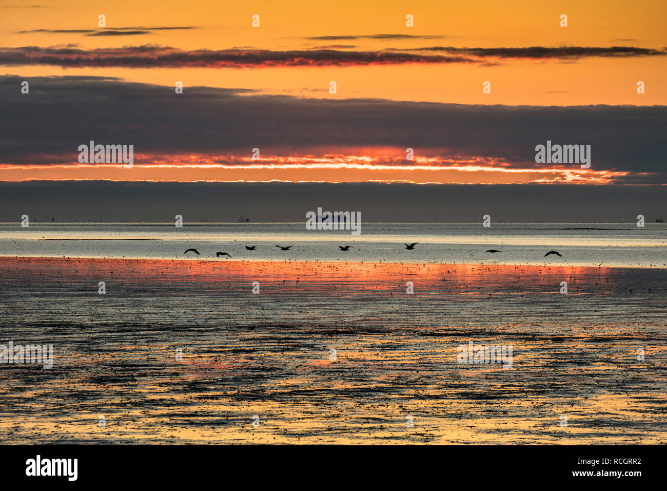 Die Niederlande, Vlieland, Wattenmeer, UNESCO-Weltkulturerbe. Ebbe. Vögel legen. Hintergrund der Autofähre von Vlieland zu Harlinge Stockfoto