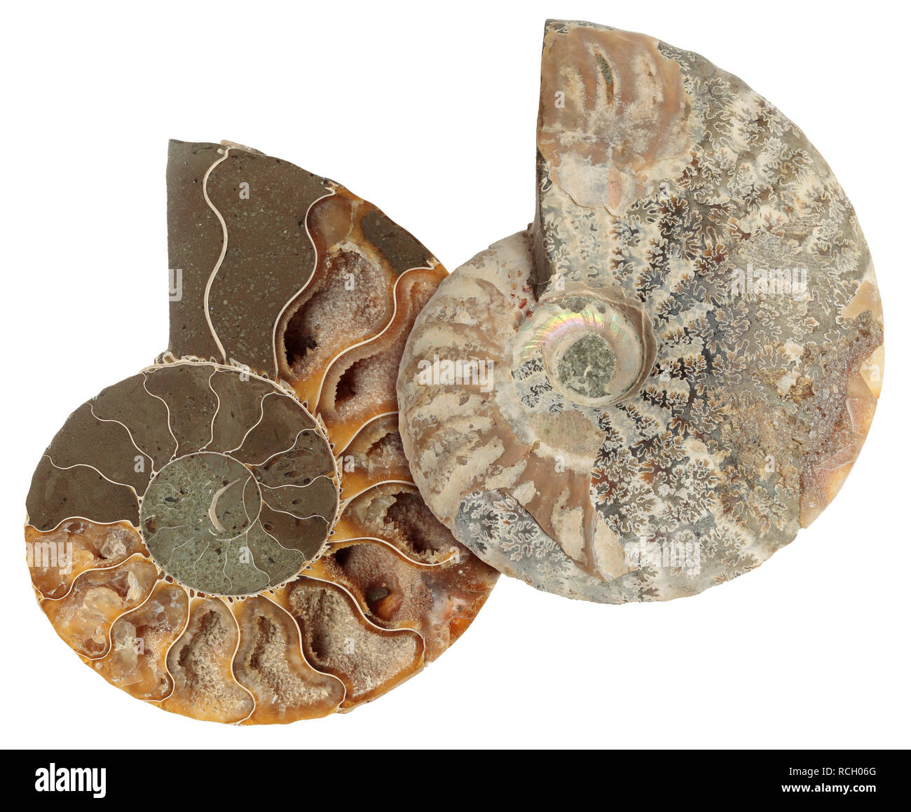 Ammoniten Paar in Scheiben geschnitten Stockfoto
