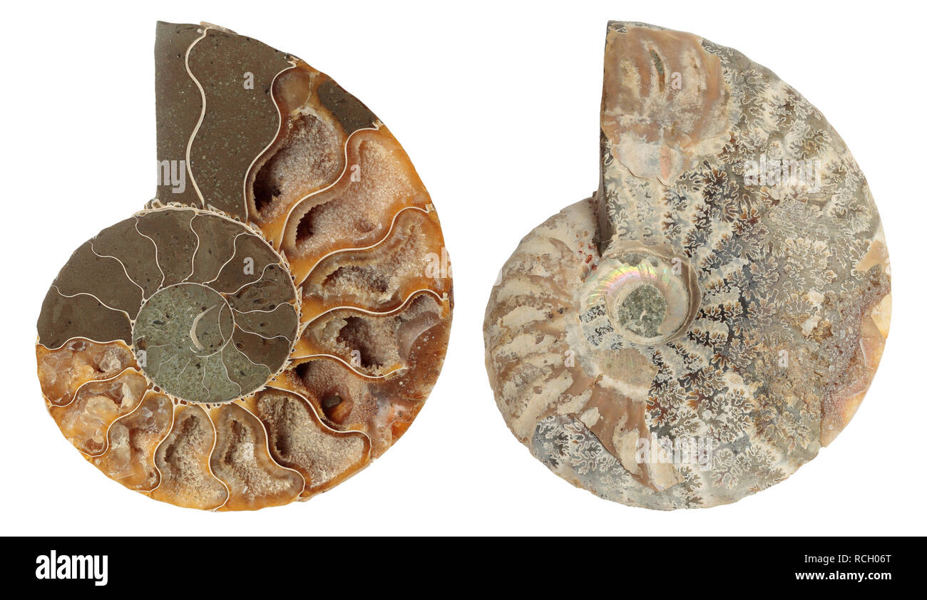 Ammoniten Paar in Scheiben geschnitten Stockfoto