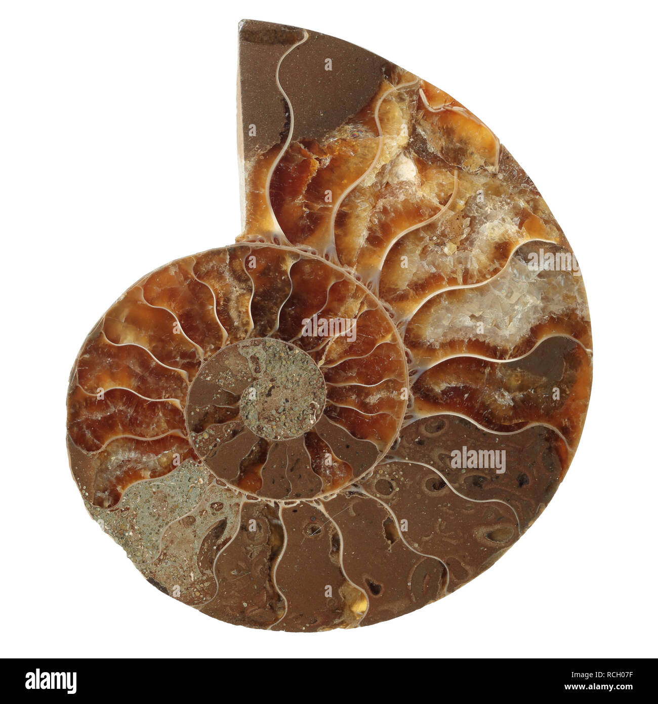 Ammonit fossil Stockfoto
