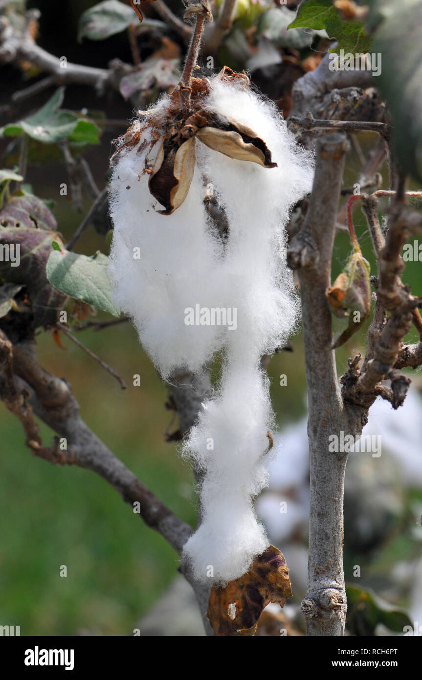 Baumwollpflanzen, Cotton, gyapot, Gossypium Stockfoto