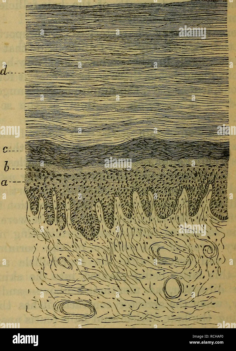 . Elemente der Histologie. Die Histologie. 288 Elemente der Histologie, [chap, Xxxiv. Muskelgewebe (Kolliker), unabhängig von der Haare; diese laufen in einer schrägen und horizontale Richtung und Form Plexus. 393. Die e-Mails (Abb. 151). - werden wir den Körper des Nagels unterscheiden sich von den freien Rand und von der. Abb. 151.-vertikalen Abschnitt th. Rou. gn der menschliche Nagel und Nagel - Bett. Ein Stratum Malpighii von Nail-Bett; 6, Stratum granulosum der Nagel - Bett; c, die tiefen Schichten des Nagels Substanz; d, die oberflächlichen Schichten der gleichen. root; der Körper ist der Nagel, und an den Nagel - Bett fixiert, während die Nagel-root Stockfoto