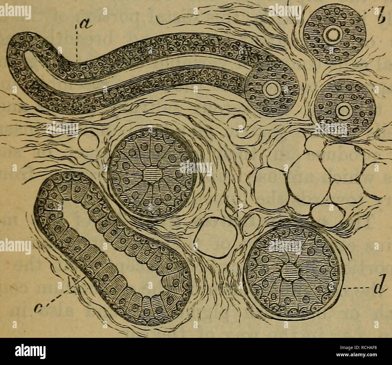. Elemente der Histologie. Die Histologie. Kap. XXXIV.] Die Haut. 277 eine Fortsetzung aus der mittleren Schicht des Stratum Malpighii und von der Basalmembran; Erstere ist das Futter Epithel, die Begrenzung der Membrana propria des sudoriferous Kanal. Das Epithel besteht aus zwei oder drei Schichten von kleinen polyedrische Zellen, die jeweils mit einem sphärischen oder ovale Kern.. Abb. 146.- Aus einem Abschnitt durch. Die menschliche Haut, die den Schweiß Drüse tuhes Schneiden in verschiedene Richtungen. a, erster Teil der gewundene Rohr im Längsschnitt gesehen: 6, dasselbe im Querschnitt gesehen, c, dem distalen Teil se Stockfoto
