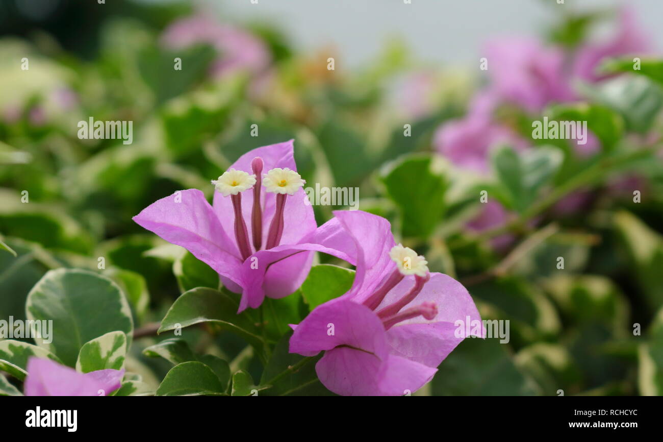 Closeup Samenkapsel von rosa Papier Blume oder Bougainvillea Blüten im Garten Stockfoto