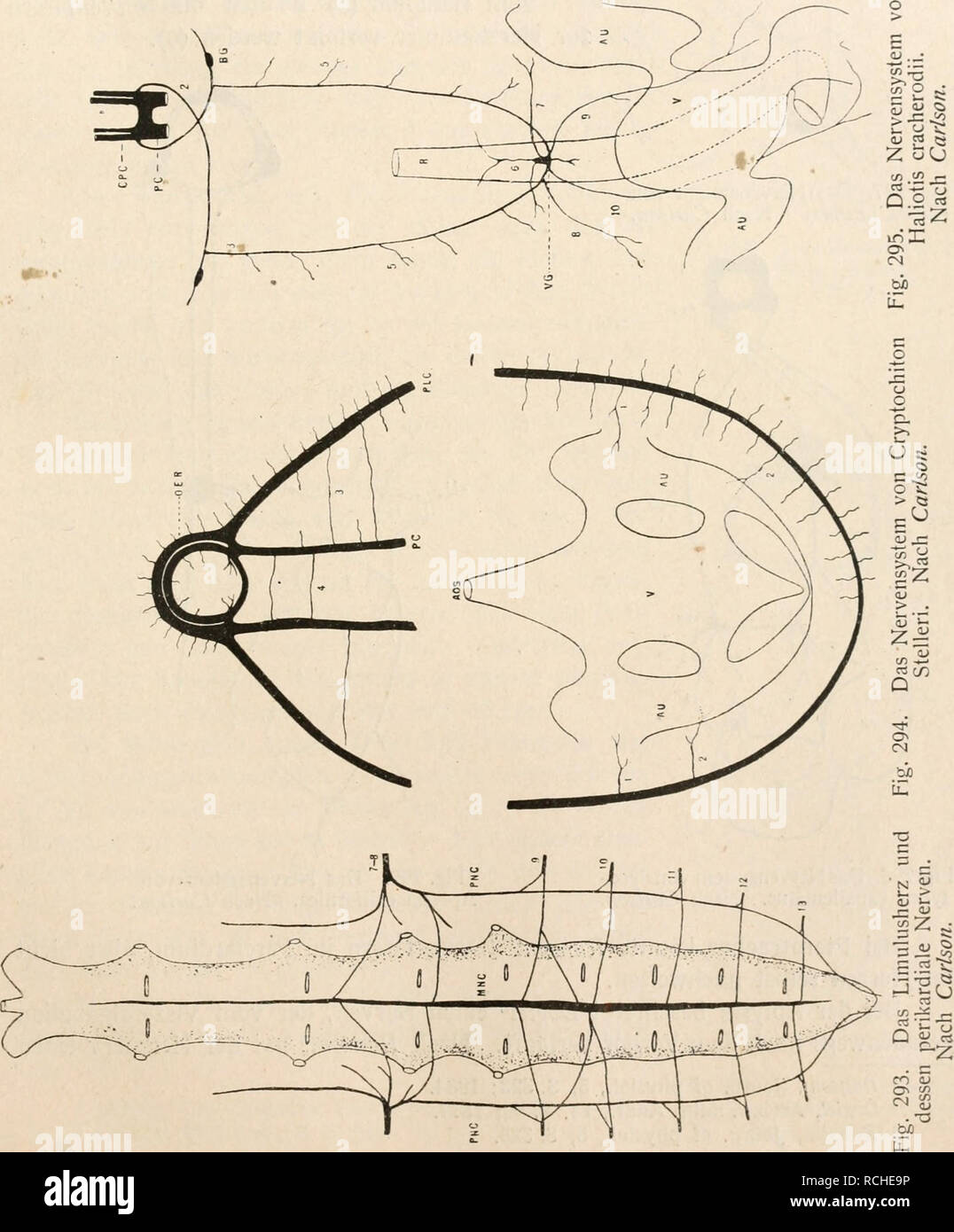 . Die Physiologie des Kreislaufes. Herz-kreislauf-System. . Bitte beachten Sie, dass diese Bilder sind von der gescannten Seite Bilder, die digital für die Lesbarkeit verbessert haben mögen - Färbung und Aussehen dieser Abbildungen können nicht perfekt dem Original ähneln. extrahiert. Tigerstedt, Robert, 1853-1923. Berlin: Vereinigung Wissensachaftlicher Verleger Walter de Gruyter Stockfoto