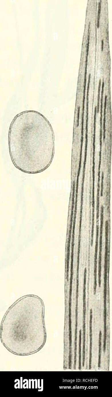 Sterben Pilze Bohmens Botanik Pilze 13 Gespalten Staubend Sporenmasse Dnnkelolivenbraun Sporen Kuglig Oder Eitoi Bin Ig 4 7 5 Lt Breit Mit Dunner Glatter Liellolivenbraunlicher Membran Von Mai Bis Zum Winter