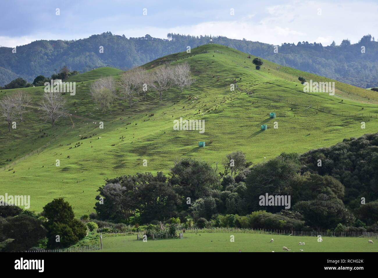 Hügel mit Wiesen und Weiden mit glänzenden grünen Gras im duder Regional Park in der Nähe von Auckland. Stockfoto