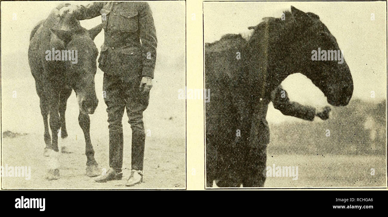 . Elemente der hippology. Pferde. 60 ELEMENTE DER HIPPOLOGY. immer 'wieder' ihren Ohren. Die Tatsache, dass ein Pferd Rückblick - Stationen ist auf einmal offenbar, seine zeigen "das Weiße in den Augen." Die Maßnahmen der Augen und Ohren sind so eng in das Pferd mit Angst und Wut, dass er sie oft führt ohne direkten Anreiz, wenn durch diese Gefühle beeinflusst verbunden. Daher sind alle erfahrene Reiter auf einem Unprovozierten wieder der Ohren des Pferdes und die Vorführung von das Weiße in seinen Augen wie ein zuverlässiges Warnsystem zu "Schau." "Es ist zu bemerken, dass die Zeichen der Warnung vor- Stockfoto