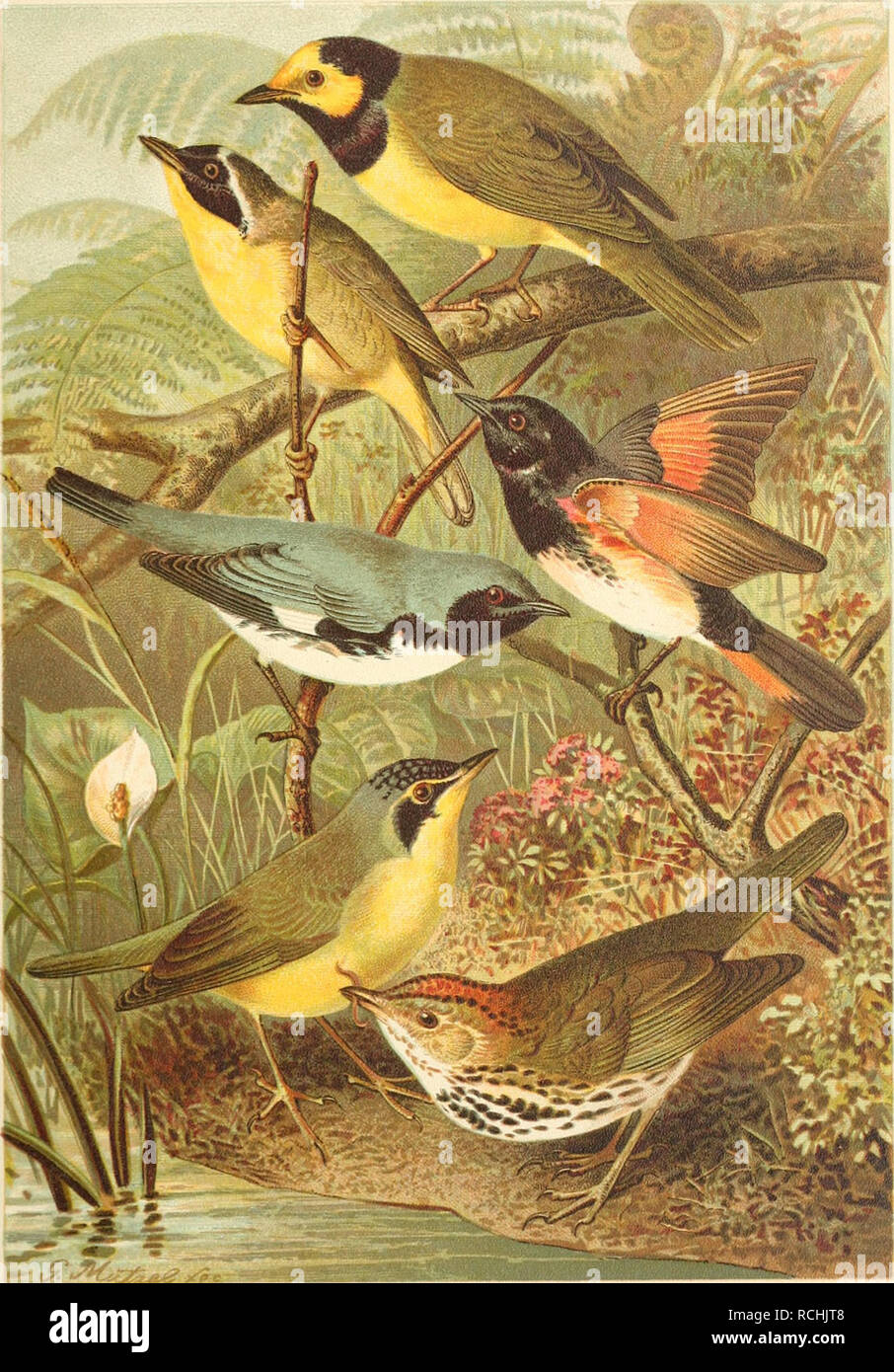 . Sterben Nord-Amerikanische Vogelwelt. Vögel - Nordamerika. XIV 1. 3.. "^o^ Â"''^! c2 &Amp; ÃÂ" "1. GEOTHLYPIS TRICHAS Cab. 2. DENDROICA CAERLT. ESCENS Brd. 3. GEOTHLYPIS FORMOSA Ridgw. 4. SYLVANIA MITRATA Nuttall. 5. SETOPHACxA RUTICILLA Swains. 6. SEIURUS AlIROCAPILLUS Swams.. Bitte beachten Sie, dass diese Bilder sind von der gescannten Seite Bilder, die digital für die Lesbarkeit verbessert haben mögen - Färbung und Aussehen dieser Abbildungen können nicht perfekt dem Original ähneln. extrahiert. Nehrling, Henry, 1853-1929; Ridgway, Robert, 1850-1929. Milwaukee, Wis., G. Brumder Stockfoto