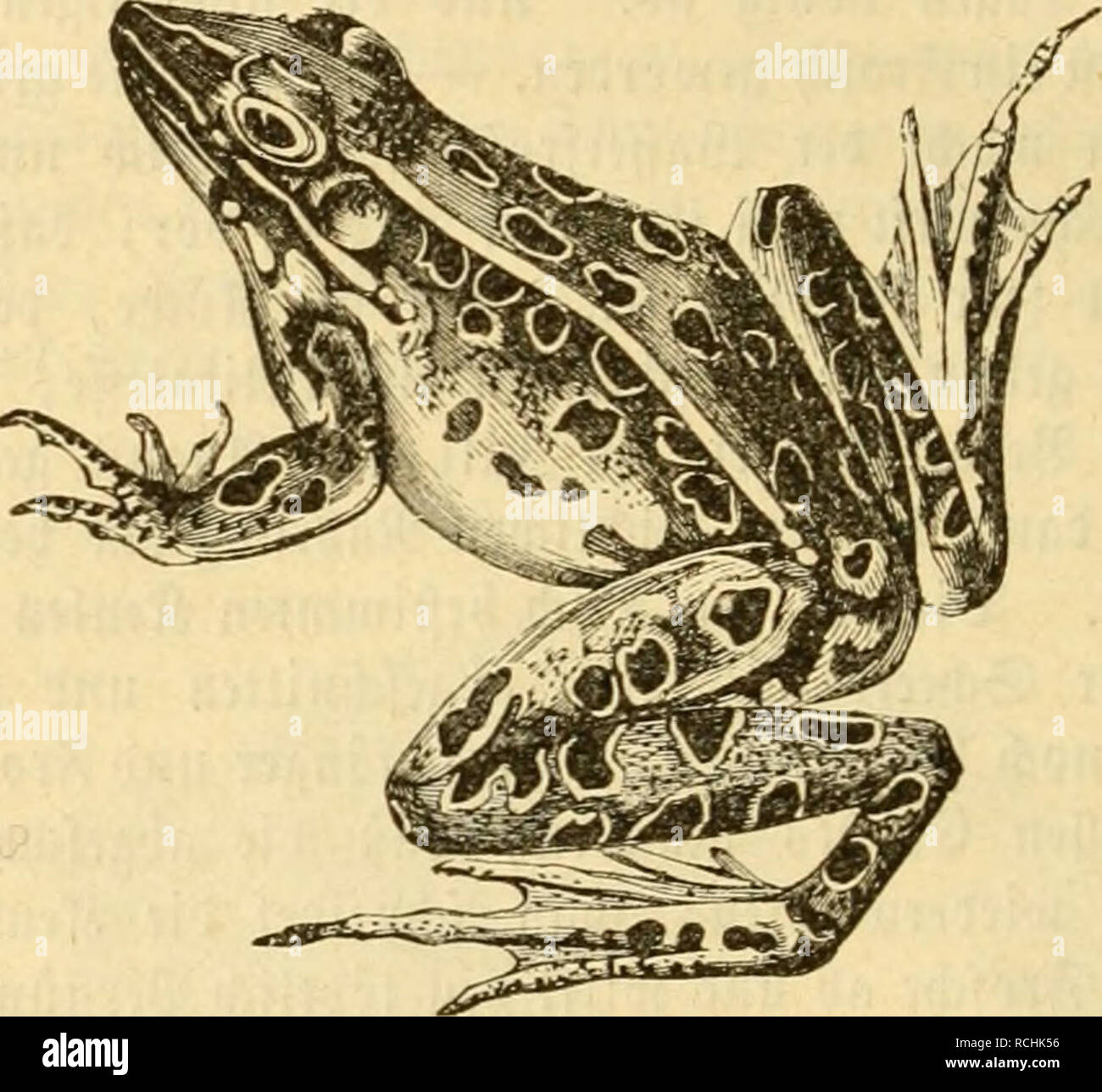 . [Naturgeschichte des Thierreichs] Sterben. 138 2) tlncn lmpl. tiinffc Ducrüinbcn. ! Dic ganje CituTfeitc ^^f (i] t gvaulid;^luMuii ju fein, einförmig o^cr fdjivarjflcffiij, aUx 3 SSjemplarc [tcclien nicht; r in grün ot> Tx mc (; r in Grau, fdtft in Braun, fdjaHUjIicI) ober (Tcl; t gc (0 (id;. ÜDie liingtid^e^NUpi (e ift-fd) Ivar 5, bic Si'iö gofffarOen. © ie® djail=ttafen te^5; Jiänud fetbft enö treten beim Ciuafen nid; t ein Ter^ djk l^ eriun-unt "offnen Fid; Aucτ) mit i) x fteinen © PALTEN in bic SOJuntfic^ d. h. !T) ie © anmenjabne fte (ien injiiHM f (® ruppen eine gecrbnet" uciter Junten iine beihMU grünen Stockfoto