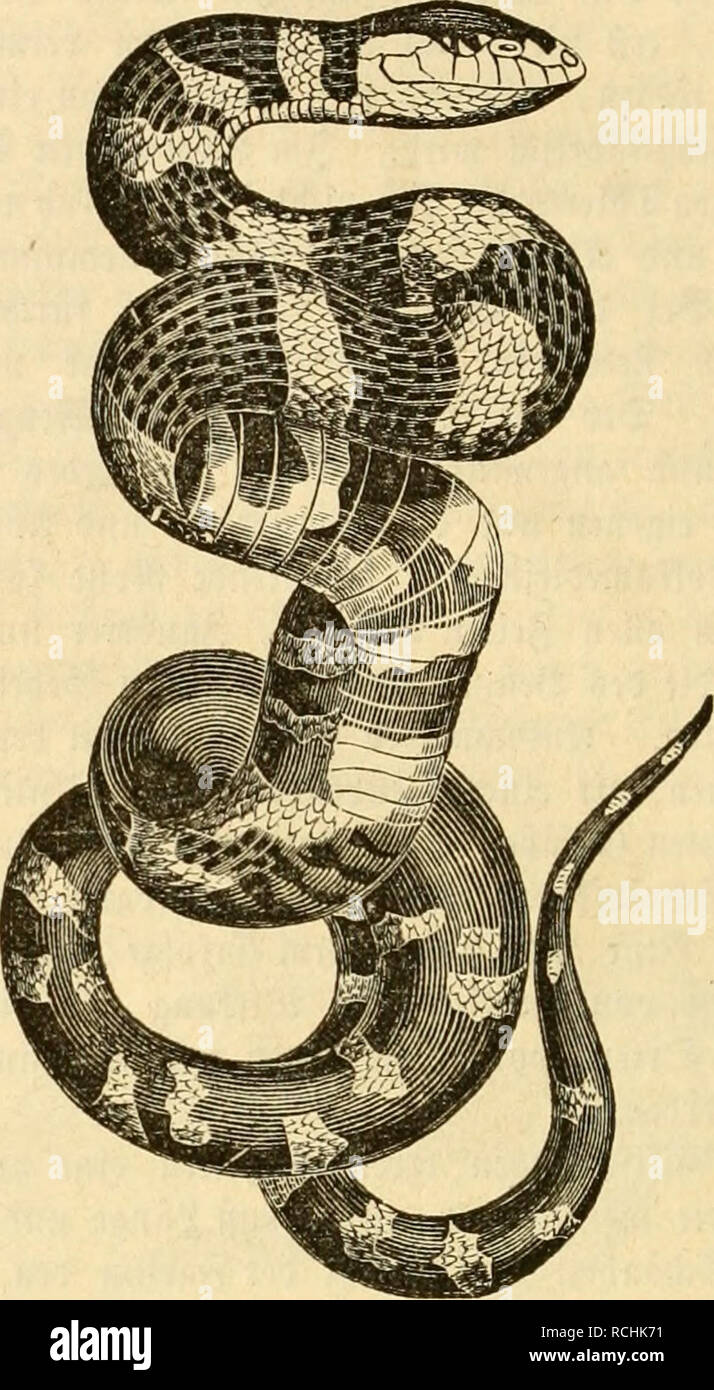 . [Naturgeschichte des Thierreichs] Sterben. 116 2) tbien lmpl. im feinen? furcricnja^ nen [clb | i^unter 35 erf rÃ¶^ erung feine Oeffnung für zehn 5 (uÂ" tritt Biene 65 ifteg auffinfcen. 8 ic-t) Ã¤lt Fidi hfonl^ erÃ¶in Grofien 3 Ã¶ alt&gt; ungen unt&gt; in Â® e=t) Ã¼fcl; en in trorfenem fantigen Steten in unf felbft in fcer unmittelbaren 9 ial; e menfcljlidier Ã ¤ Ã¼otinungen. a3 iet=Ieid; t lebt fie nur ich Dn Snffften. 2. S) ie9) Iacf tfcI) Ian 9 e. E. stygiae. 9? acI); tfcI Iange nennen Riegel Soloniften in Â© i "tbafrifa eine 9? Angelegenheit, u^ elcl; e ttefetbe fdilanfe jterIicJ) e G5 cftalt iinc Bic fittamerifanifclie Ãoradennatter^, j Stockfoto