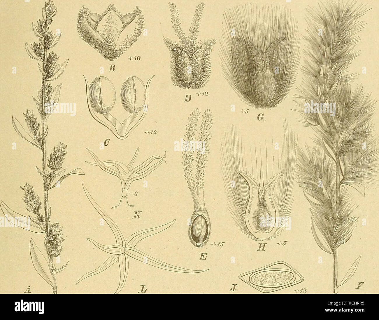 . Die NatÃ¼rlichen Pflanzenfamilien: nebst stand Gattungen und Arten, insbesondere den wichtigeren Nutzpflanzen. Pflanzen, Pflanzen, nützlich. Chenopodiaceae. (Volkens. 67 20. Ceratocarpus L. S. monocisch. rf^^ •^*^^^^ keulenfÃ¶rmiger, an der Spitze 2 lippiger, hyaliner, mit Sternhaaren bedeekler zerstreuten, nervenloser Blh. Stb. 1 (selten 2). Q S. mit 2 behaarten Mittelrippe, in der gefalteten, verwachsenen, mit dem RÃ¼cken gegen die Spitze hin in je 1 Granne ausgezogenen Vorb. Frkn. schmal-lang-gestreckt, Ihr Browser kann leider keine eingebetteten Frames anzeigen mit Sternhaaren. N.2, top lang fadenfÃ¶rmig. Fr. membranÃ ¶s, in Löwen. À l'P Stockfoto