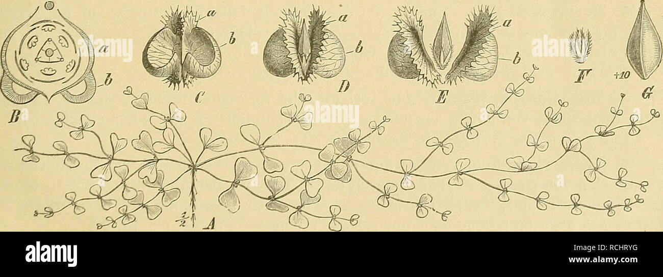. Die Natürlichen Pflanzenfamilien: nebst Stand wichtigeren Gattungen und Arten, insbesondere den Nutzpflanzen. Pflanzen, Pflanzen, nützlich. Abb. 2. Koenigia islandica L. Ä PS., Nat. Gr.; B Diagramm der SSl.; 0 S.; D Frkn. mit Gr. und N.; E reife Fr.; F E. (Original.) 2. Pterostegia Fisch, et Mey. Der vorigen- Naha verwandte Gattung, welche aber durch die doppelten Blütenhüll- und Staubblattkreise, sowie durch die als Windsäcke. Abb. "Ich. FleroHteyia drymarioides Fiscli. et Mey. Eine ganze Pfl.; B Diagramm der Sel.; C sterben verwachsenen Vorb. zur Zeit der Fruchtreife, sterben Fr. Umschließend: Ein sterben f Stockfoto