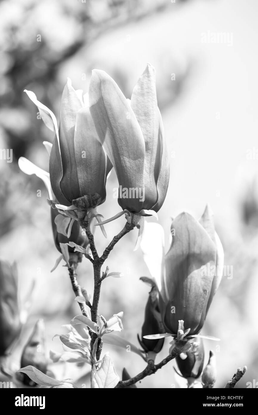 Blühende Magnolia Blumen mit lila Blüten auf sonnigen Tag. Spring Season Konzept. Blüte, Blume, Blüte. Zärtlichkeit, Duft, Frische. Natur Schönheit Umwelt Stockfoto