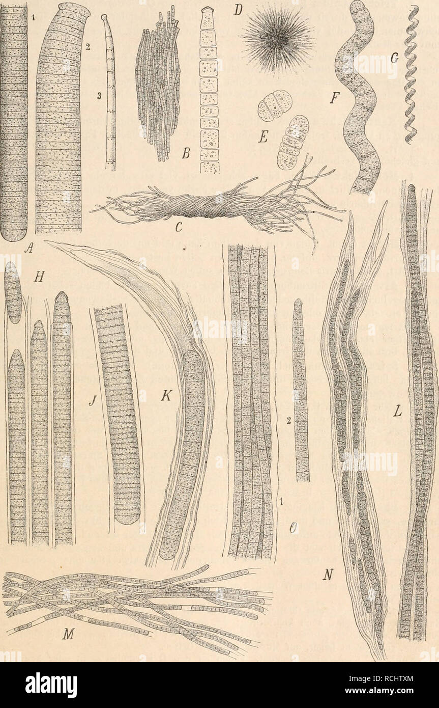 . Die Natürlichen Pflanzenfamilien nebst stand Gattungen und Arten