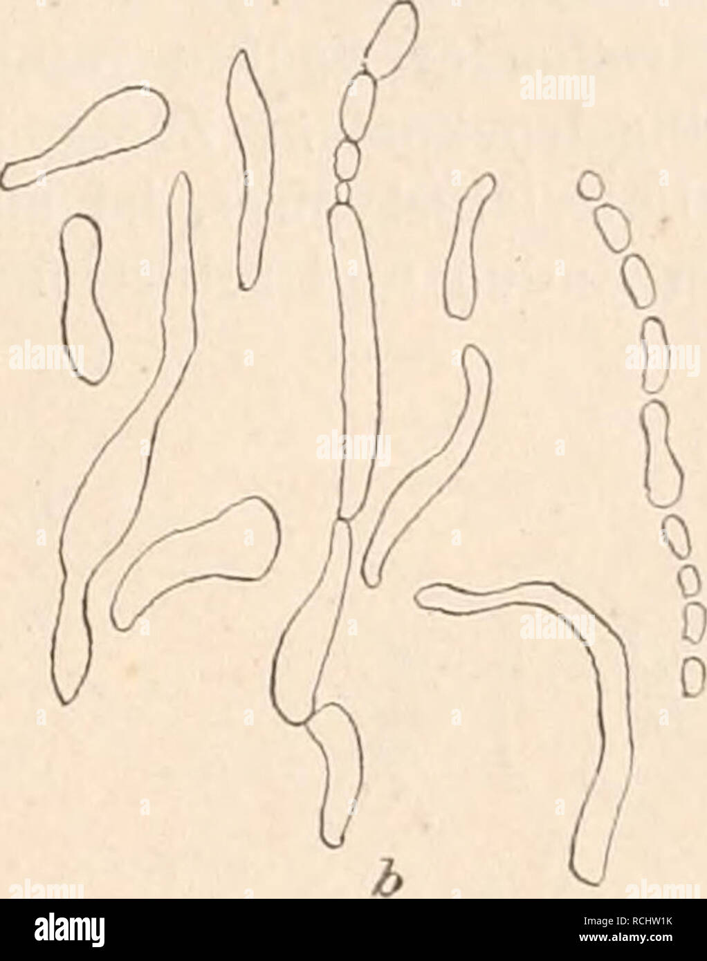 . Die NatÃ¼rlichen Pflanzenfamilien nebst stand Gattungen und Arten, insbesondere den wichtigeren Nutzpflanzen, unter Mitwirkung zahlreicher hervorragender Fachgelehrten begrÃ¼ndet. Botanik. Bacteriaceae. (Migula. 25 anderen beweglichen Arten von Hüppe zu der Sammelspecies des Bazillus der SeptikÃ ¤ Mia haemorrhagica zusammengefasst sind. Â B. capsulatum (Pfeiffer) Migula Ã¤hnlich wie Ã. Pneumoniae und B. pneumonicum im TierkÃ¶rper von einer starken Gallertkapsel umgebene StÃ¤bchen, welche in kÃ¼nstlichen NÃ¤hrboden this Kapsel nicht zeigen. Für manche Tiere pathogen. In Culturen Ã¤hnlich dem Stockfoto