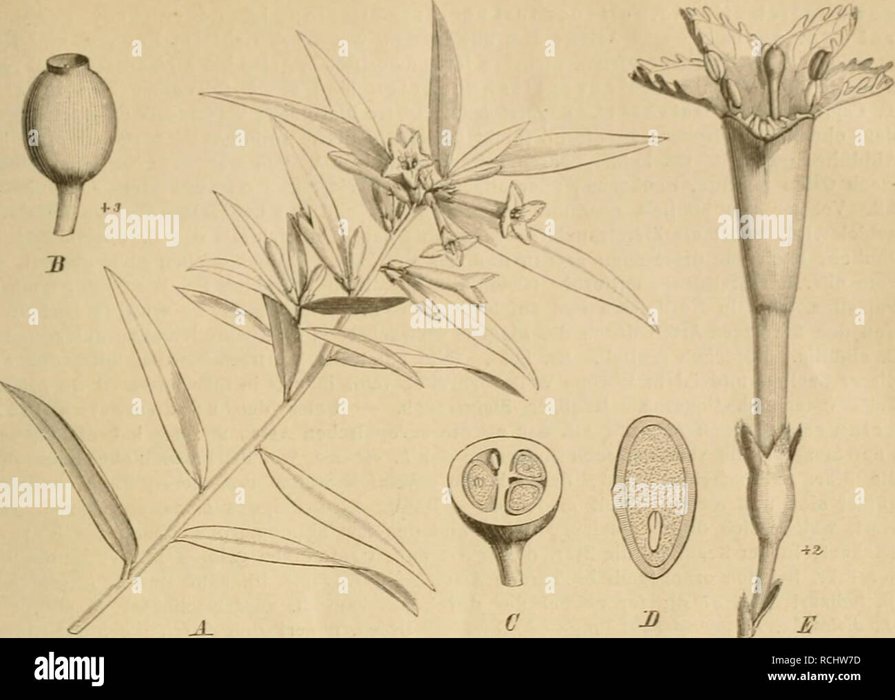 . Die Natürlichen Pflanzenfamilien: nebst Stand wichtigeren Gattungen und Arten, insbesondere den Nutzpflanzen. Pflanzen, Pflanzen, nützlich. Caprifoliaceae. Fritsch. 167. Abb. 5c. A-D Alseuosmia linariifoUa Cnnn. 4 blühender Zweig: SFr., in C durchschnitten; i) Längsschnitt durch den ä. - E S. von A. macrophylla C' unn. (/ J. D. Hooker, Flora Novae Zelandiae I.". 23. et 25.). Bitte beachten Sie, dass diese Bilder aus gescannten Seite Bilder, die digital für die Lesbarkeit verbessert haben mögen - Färbung und Aussehen dieser Abbildungen können nicht perfekt dem Original ähneln extrahiert werden. Stockfoto