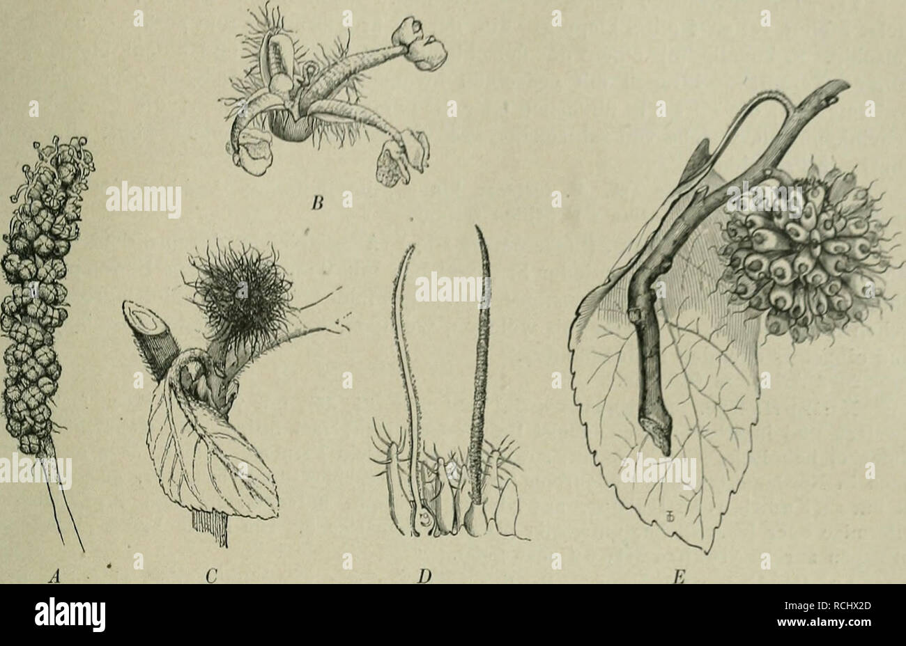 . Die NatÃ¼rlichen Pflanzenfamilien: nebst stand Gattungen und Arten, insbesondere den wichtigeren Nutzpflanzen. Pflanzen, Pflanzen, nützlich. Abb. 54. Bronssonetia papjjrifera (L.) Vent. (5 BlÃ¼tenstand; B 3 Rj s.; C Q Blutenstand ;-) 2 Q S.; E Fruclitstand. (Naeli Baillon.). Bitte beachten Sie, dass diese Bilder sind von der gescannten Seite Bilder, die digital für die Lesbarkeit verbessert haben mögen - Färbung und Aussehen dieser Abbildungen können nicht perfekt dem Original ähneln. extrahiert. Engler, Adolf, 1844-1930; Prantl, K. (Karl), 1849-1893. Leipzig: W. Engelmann Stockfoto