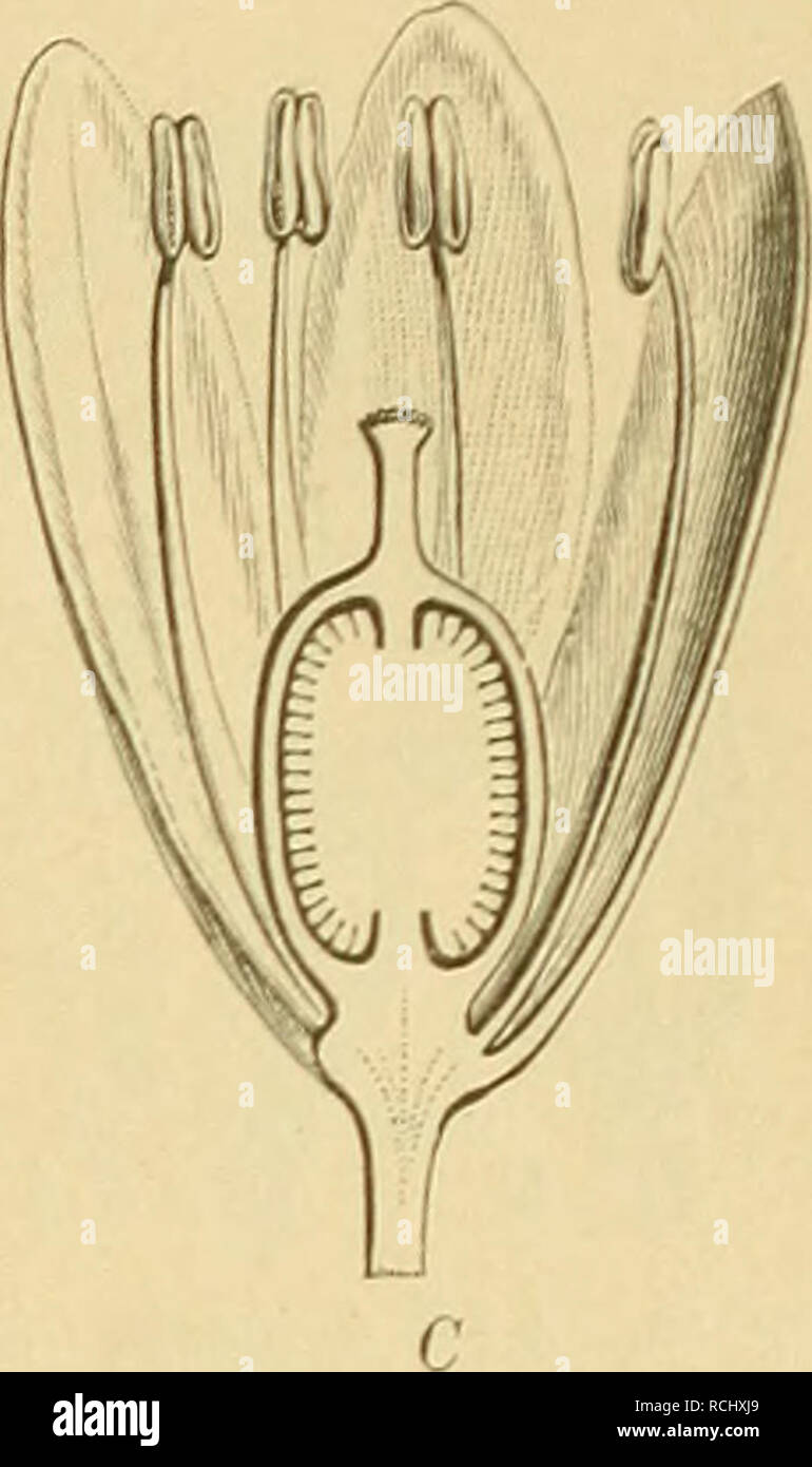 . Die Natürlichen Pflanzenfamilien: nebst Stand wichtigeren Gattungen und Arten, insbesondere den Nutzpflanzen. Pflanzen, Pflanzen, nützlich. Schwein. 13. Eine Laiüia ramosissima (Wiglit), Diagramm. - B, C Weddellina squamulosa Tul. schnitt durcli eine Sel. (/ Baillon). B SEL. (G/I): C'Läugs -. Bitte beachten Sie, dass diese Bilder sind von der gescannten Seite Bilder, die digital für die Lesbarkeit verbessert haben mögen - Färbung und Aussehen dieser Abbildungen können nicht perfekt dem Original ähneln. extrahiert. Engler, Adolf, 1844-1930; Prantl, K. (Karl), 1849-1893. Leipzig: W. Engelmann Stockfoto